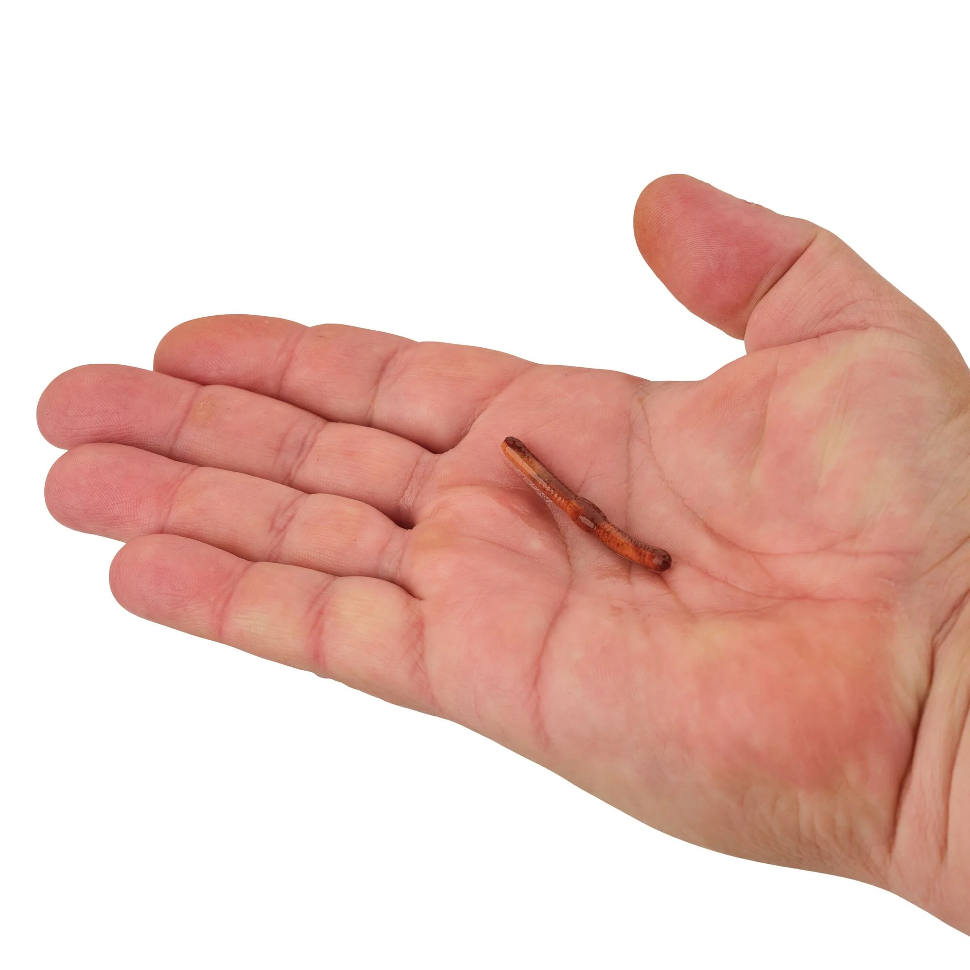 Berkley Gulp! Alive!® Fat Floating Trout Worm - Image 13