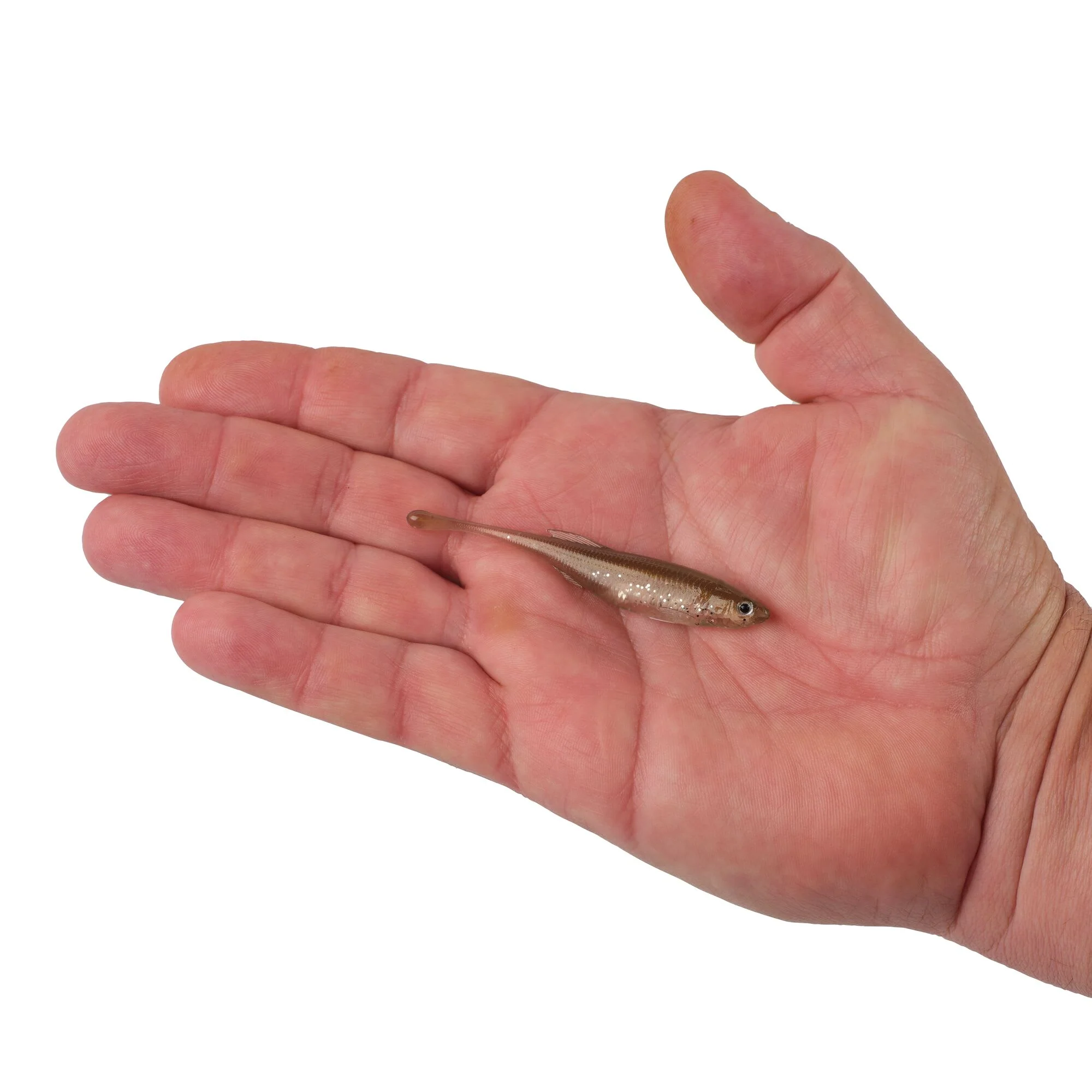Berkley PowerBait® Drip Minnow - Image 139