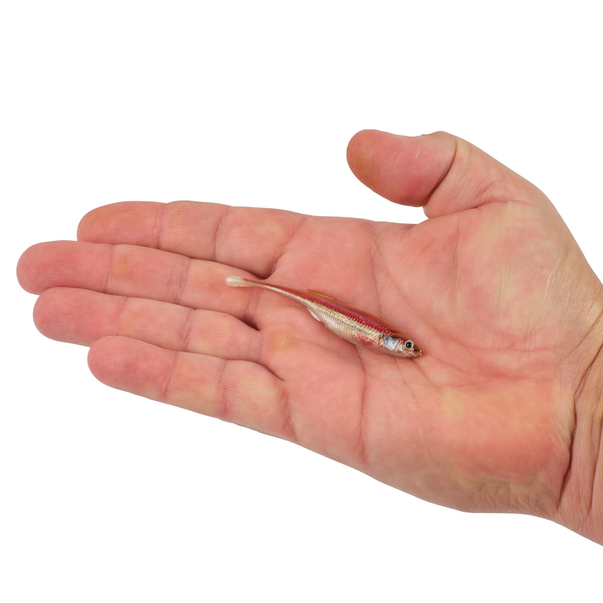 Berkley PowerBait® Drip Minnow - Image 46