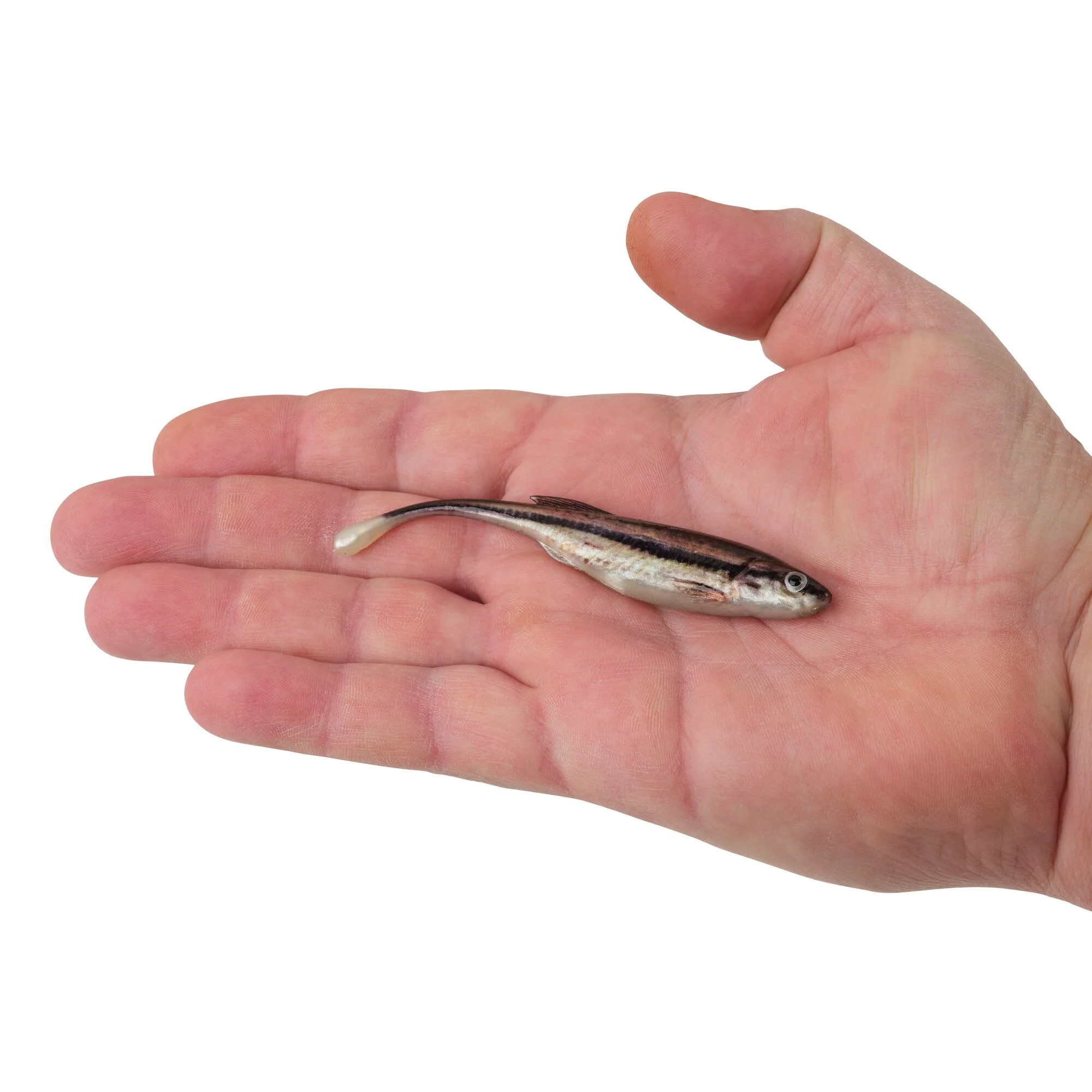 Berkley PowerBait® Drip Minnow - Image 70