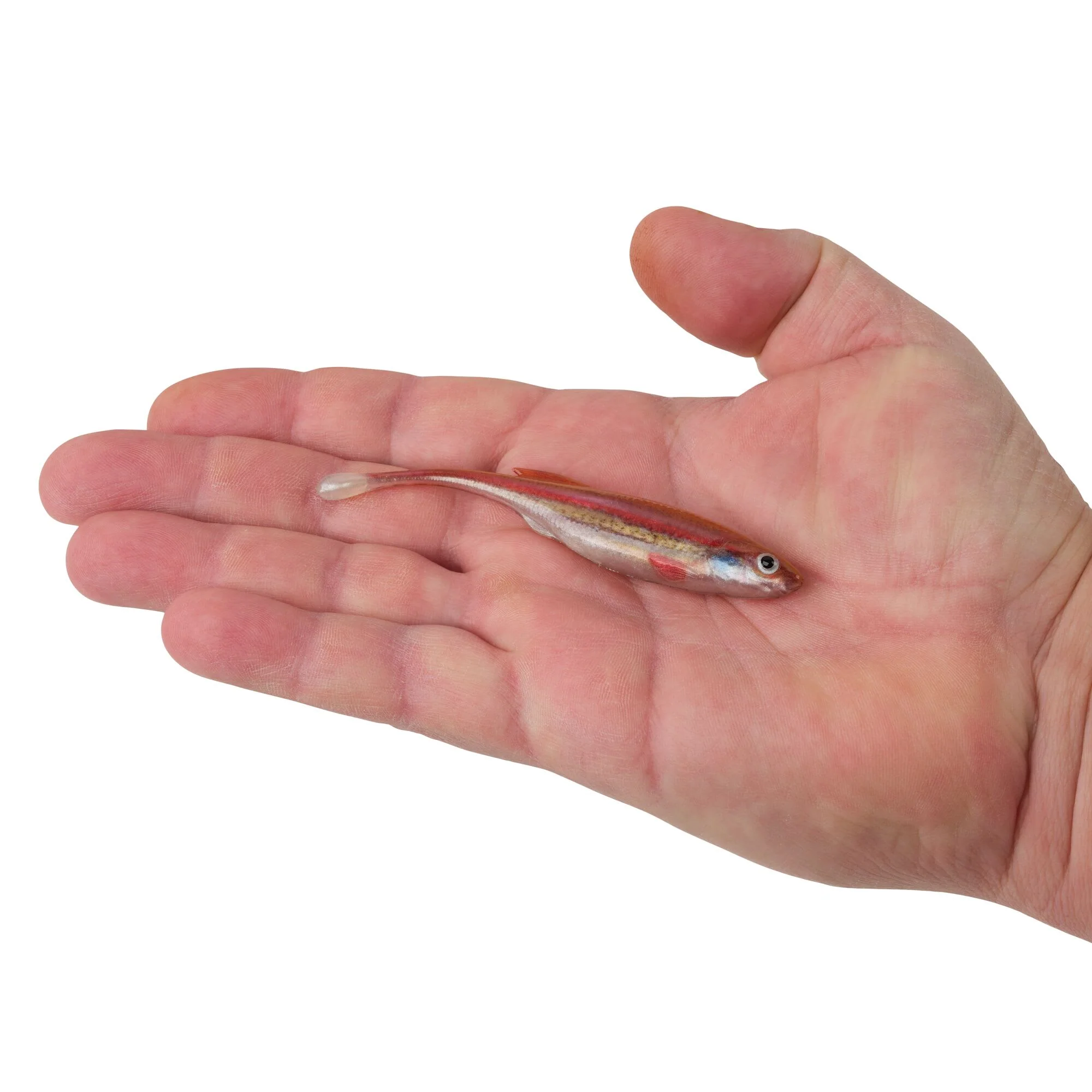 Berkley PowerBait® Drip Minnow - Image 74