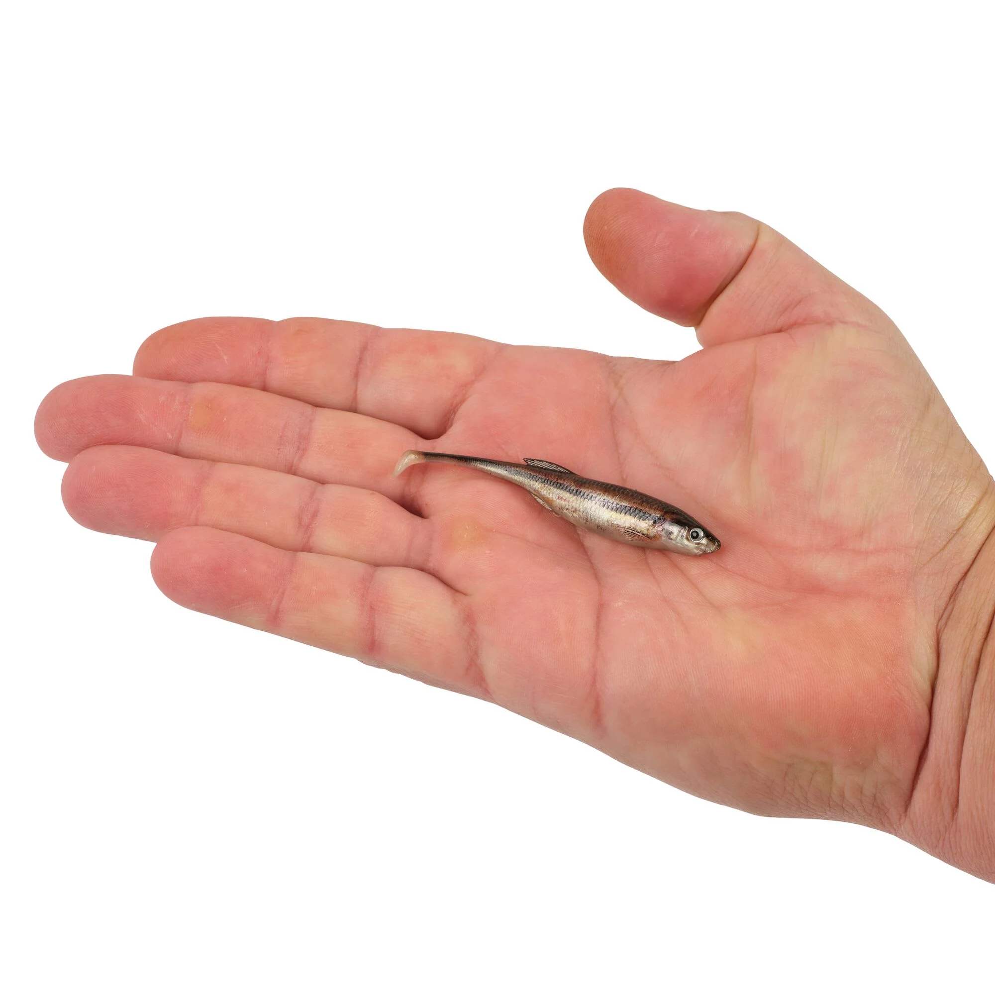 Berkley PowerBait® Drip Swimmer - Image 33