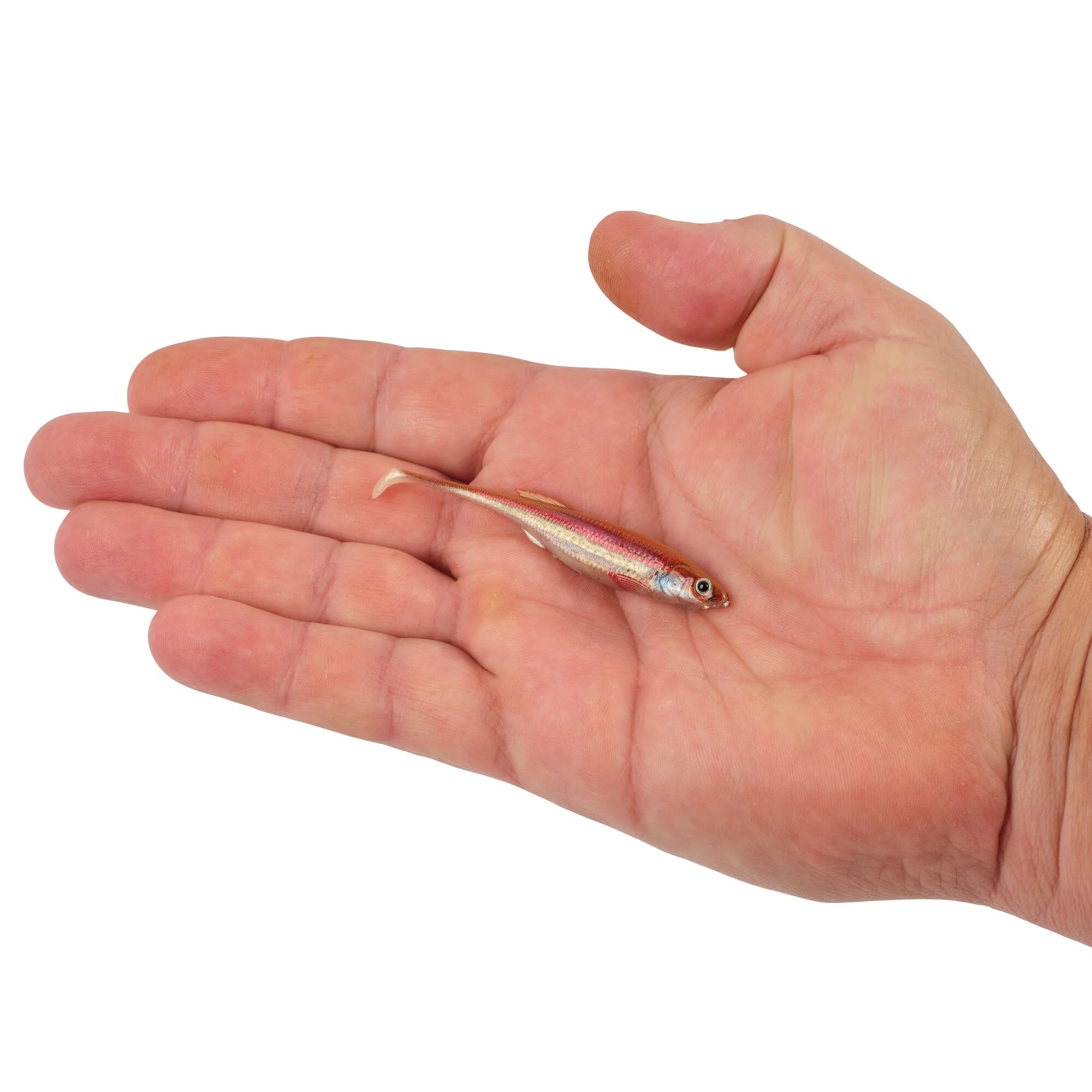 Berkley PowerBait® Drip Swimmer - Image 37